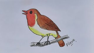 Robin Bird Drawing using Colour Pencils