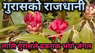 लालिगुराँसको राजधानी || Gurashko Rajdhani TMJ || Capital Of Rhododendron || Karki Binod