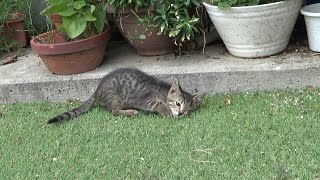 片目の子猫が最後の顔合わせに挑んだ結果！