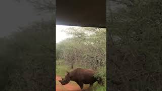 Look at the Male black Rhino