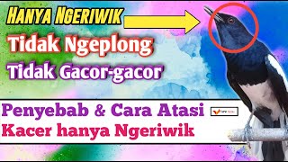 Kacer cuma ngeriwik terus? Gak gacor2? Ini dia 3 sebab dan solusinya