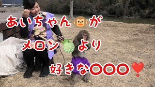 あいちゃん🐵が、メロン🍈より好きな◯◯◯😆　休憩中🤩可愛い💕💗💖💓❤️🥰😍❣️　猿まわし🐵💝　二助企画