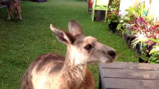 Kangaroos in the Garden