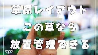 【45cm水槽】水換えしないで放っておくだけ管理でできる草原レイアウトを立ち上げます【アクアリウム】水草水槽