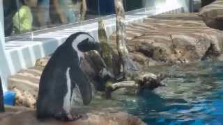 [HD]京都水族館のペンギン-Penguin in Kyoto aquarium