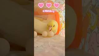 滾蛋的樣子好療癒～玄鳳鸚鵡Gugi孵蛋中~Gugi the Cockatiel hatching eggs~~