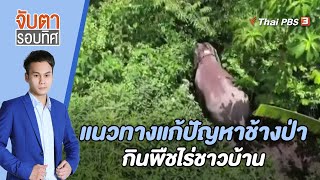 แนวทางแก้ปัญหาช้างป่ากินพืชไร่ชาวบ้าน | จับตารอบทิศ | 13 ก.ย. 65