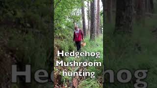 Hedgehog Mushroom foraging #shorts #mushrooms ⚠️ never eat a mushroom you do not know.