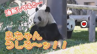 【うしろ～ッ！！】フリーズ良ちゃん🍯楓たんの接近に･･･!?Σ(･ω･ﾉ)ﾉ！【親子パンダ】Giant Panda -Fuhin＆Rauhin-