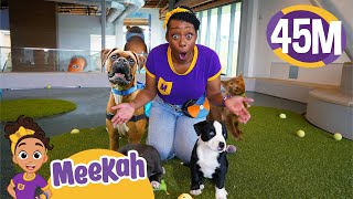 Meekah Pets Cute Puppies at Pet Space! | Learn to Take Care of Animals - Blippi & Meekah Kids TV
