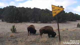 Watrous Nm Bisons