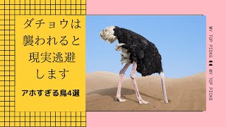 あほな鳥４選　現実逃避する鳥　食えないもの食う鳥　平和太りして絶滅しそうな鳥　ぴえん過ぎる生き物紹介