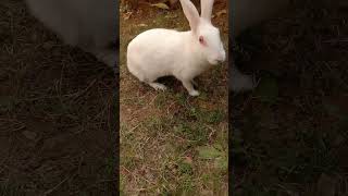 Cute Rabbit #face cutest#Rabbit#music#love#youtubeshortsrabbit#shorts#trending 🐇💞🐾💖