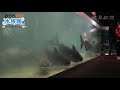 【おうちde水族館】④メコンオオナマズ編　～アクア・トトぎふより～