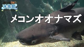 【おうちDE水族館】④メコンオオナマズ編　～アクア・トトぎふより～