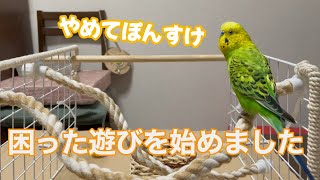 《音量注意》おしゃべりで元気いっぱいだけど、困った遊びを始めたまめちゃんです【セキセイインコ】