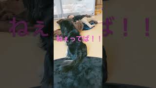 ライムの日課#shorts # #dachshund #dog #ミニチュアダックス #ショート #ライムと妹