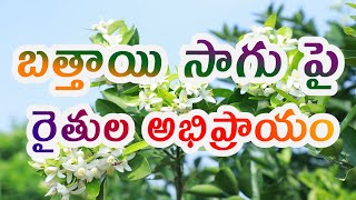 బత్తాయి సాగు పై  రైతుల అభిప్రాయం | sweet lime farming | citrus limetta