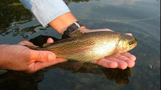 Lake Junior Winter Trout Stocking