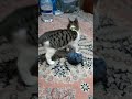 my cute cat enjoy in home shortvideo shorts foryou zssmartcat