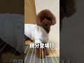 早くご飯が食べたい犬達の催促が可愛すぎる...笑【 ゴールデンレトリバー ボーダーコリー】 shorts