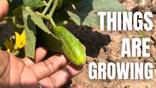 My Family Garden Update | Things Are Growing
