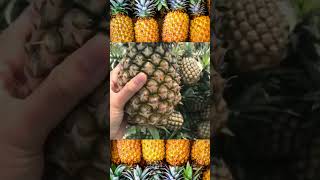 అన్ సీజన్లో pineapple business చేస్తూ లక్షలు సంపాదించండి 🤩💰👍#businessideasintelugu #shorts