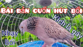 Tiếng cu gáy Đồng Son giọng cuốn bổi gáy Đủ Bài thúc gù gọi kích mồi tập bổi nhanh nổi #cugáyviệt82