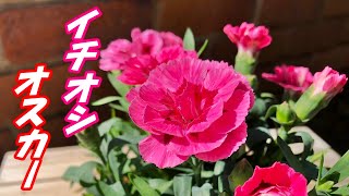 【花】オスカー(ピンク＆パープル)の育て方・植え付け