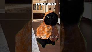 Ты можешь сказать нет только 1 раз #рекомендации #мемныекоты #видео