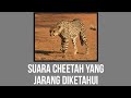 BUKAN MENGAUM!! INILAH SUARA CHEETAH YANG JARANG DIKETAHUI