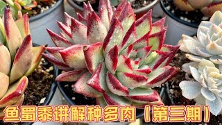 鱼蜀黍教你种多肉：全颗粒土种植多肉的技巧和处理细节｜多肉养护