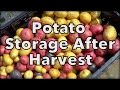 Potato Storage After Harest: How to Keep Potatoes from the Garden Potato Storage After Harest: How to Keep Potatoes from the Garden