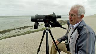 Natuurnieuws Texel, afname Scholekster