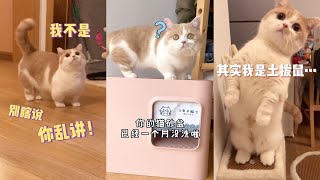 【矮脚虎凸凸】谁能想到这么可爱的小猫咪，一上午就能乱尿三回？？？我现在好绝望…