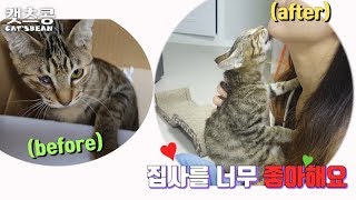 집앞밥자리에 버리고 간 눈아픈새끼고양이 냥줍했는데 시도때도없이 뽀뽀하는 개냥이??!