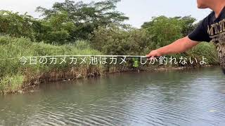 伝説のカメカメ池に行ったよカメしか釣れない