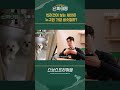 반려견이 보는 세상은 누구와 가장 비슷할까 shorts 인싸이팅