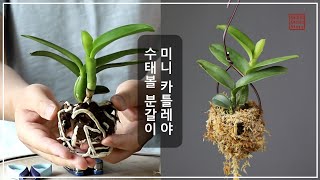 미니 카틀레야 수태볼 행잉 만들기 / Cattleya Moss ball / カトレア苔玉 / 화이 오키드 스토리