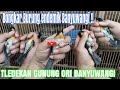 Bongkar Tledekan Gunung banyuwangi - Yuhina - TLedekan Gunung KaLimantan