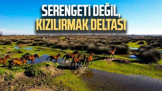 Serengeti değil, Kızılırmak Deltası