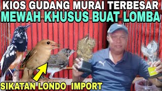 KIOS MURAI BATU TERBESAR MEWAH (KHUSUS BUAT LOMBA) KIOS SUARA ALAM DI PASAR BURUNG PRAMUKA HARI INI