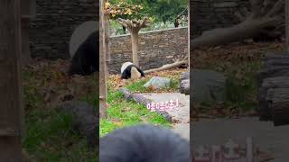 11🈷️15日小奇迹宝贝自玩自嗨开心过一天💓 #小奇迹 #panda #大熊猫 #cute #animals #funny  #大熊猫小奇迹