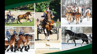 Teaser Moritzburger Hengstpräsentation: Schweres Warmblut, Kaltblut und Haflinger 2024