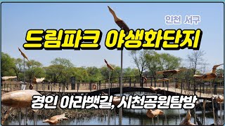 드림파크야생화단지공원,시천공원,경인아라뱃길탐방(인천 서구 백석. 2024,04,13 토)