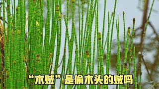 “木贼”是偷木头的贼吗？“问荆”根下面真有金疙瘩吗？