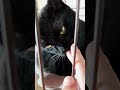 フレーメン反応する価値もなかったスンスン　 ニオイを嗅ぐ猫 黒猫 猫のいる暮らし cat 猫好きさんと繋がりたい