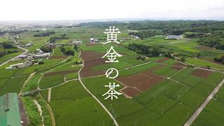 【静岡県袋井市】黄金の茶