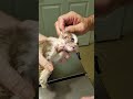 vet removes huge fly larva from kitten viralhog