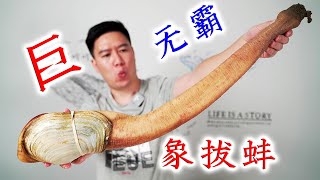 巨无霸象拔蚌，迄今为止吃过最好吃的刺身，让我无法自拔【小文哥吃吃吃】